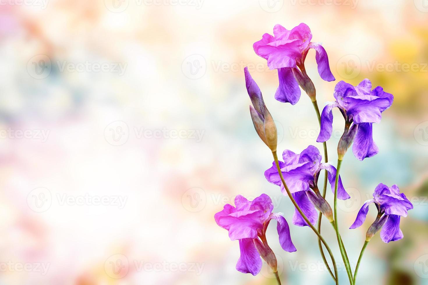 Bright colorful iris flowers on a background of the spring landscape. photo
