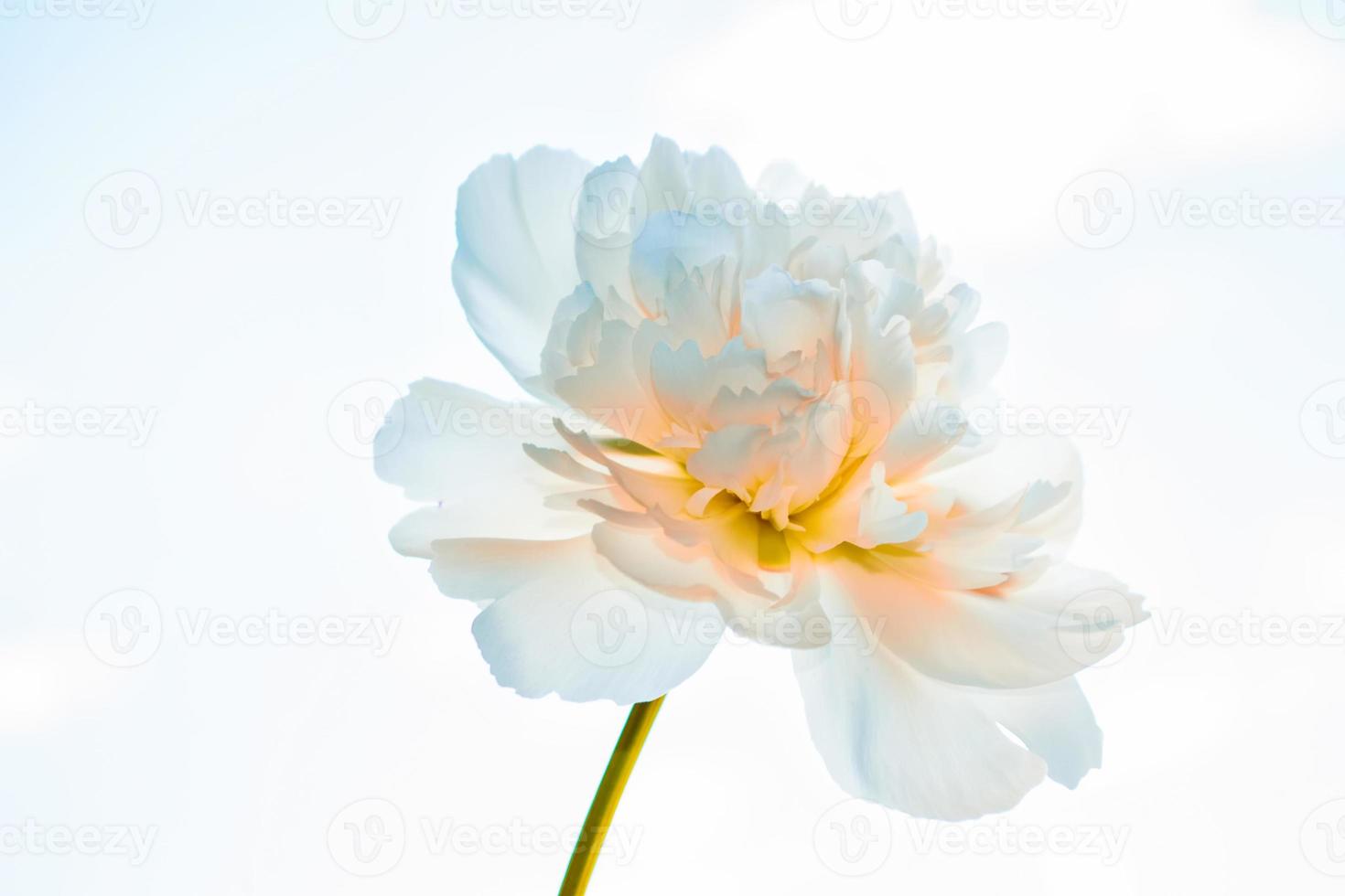 Colorful bright flower peony photo