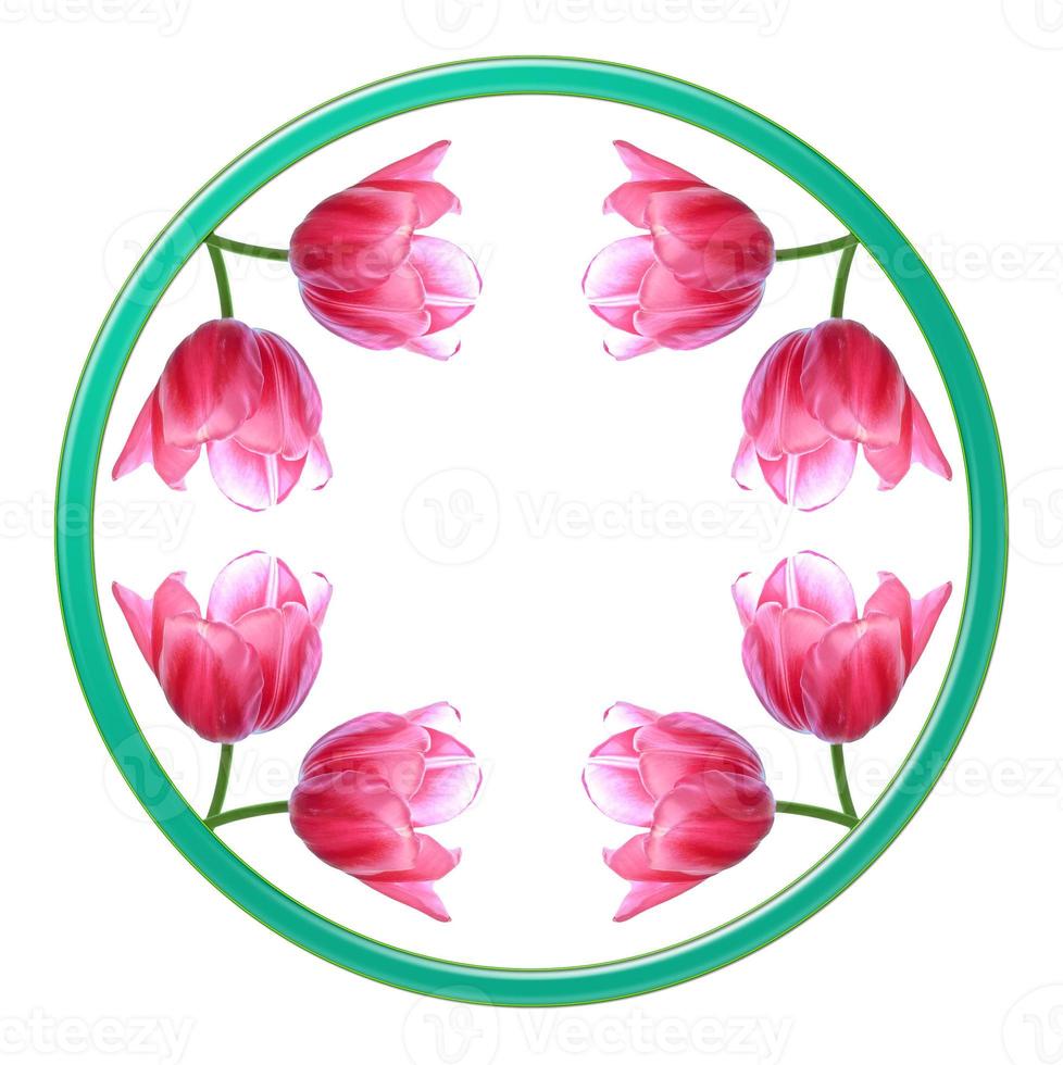 spring flowers tulips photo