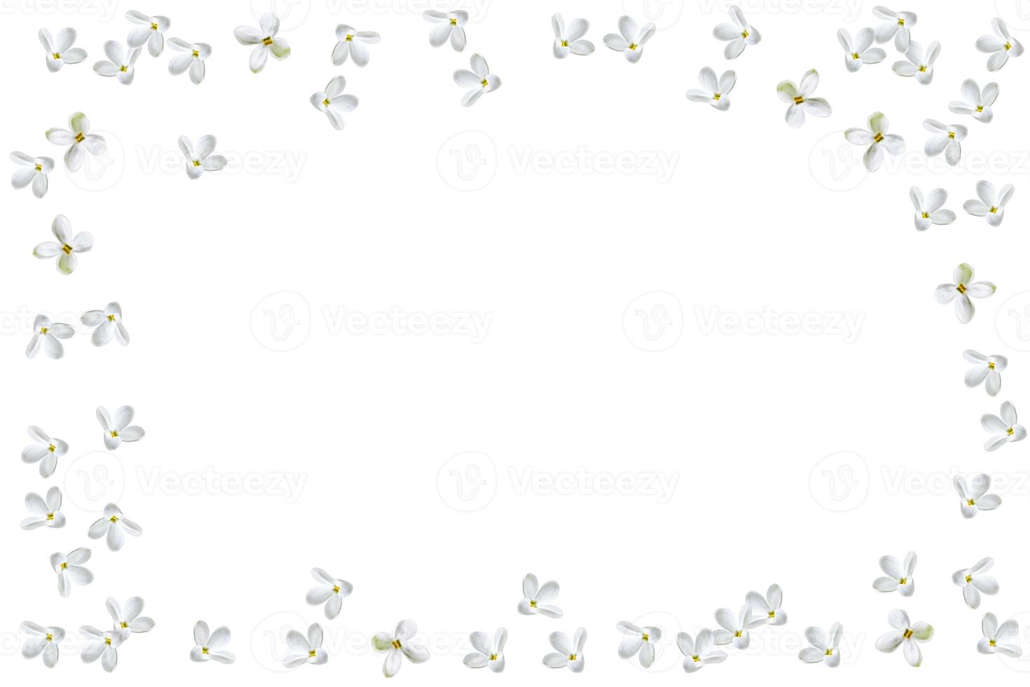 Frame of petals of lilac flowers. floral background. photo