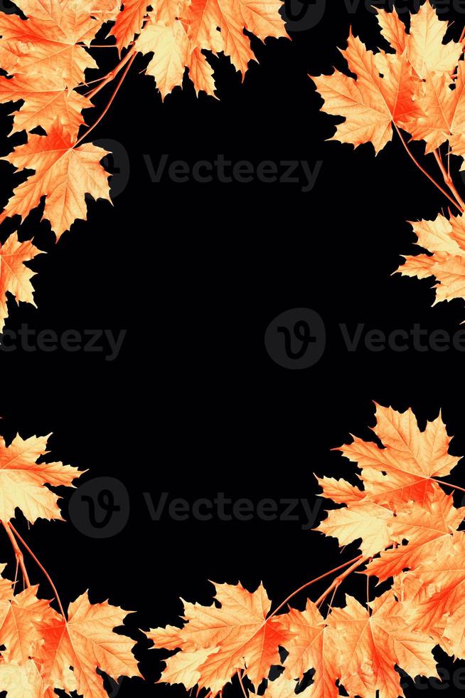 Bright colorful autumn leaves photo