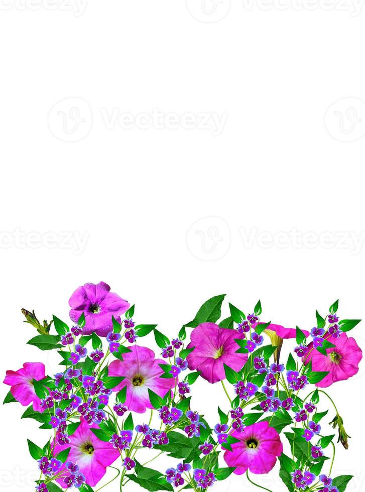 petunia flowers isolated on white background photo