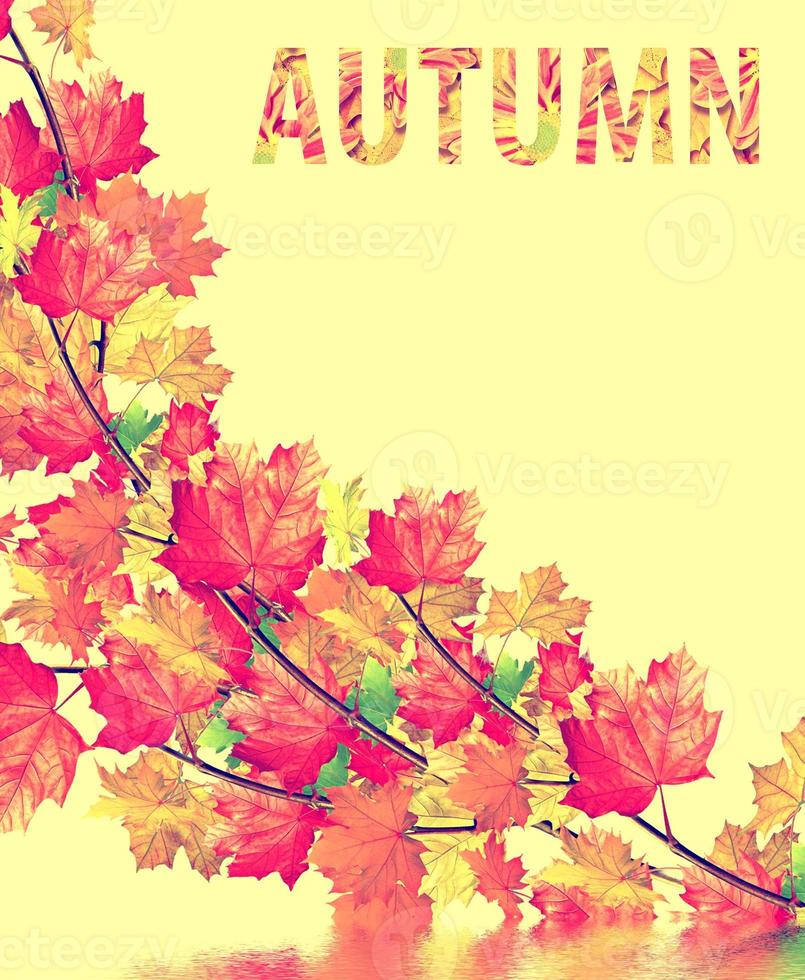autumn leaves isolated on yellow background. photo