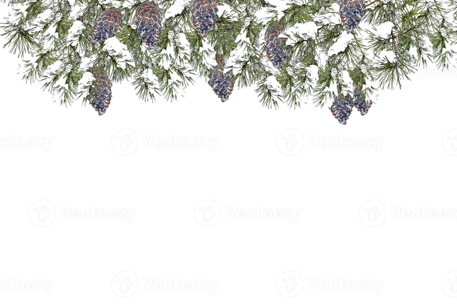 Snow covered trees. fir branch isolated on white background. photo