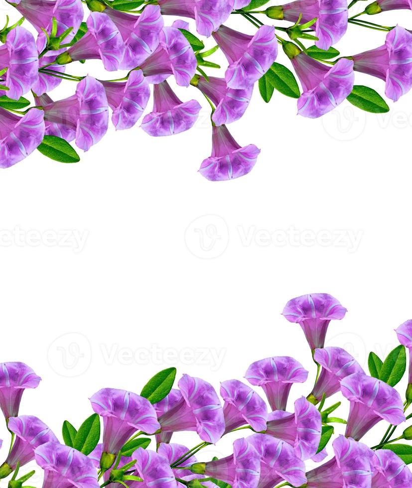 petunia flowers isolated on white background 9891734 Stock Photo at