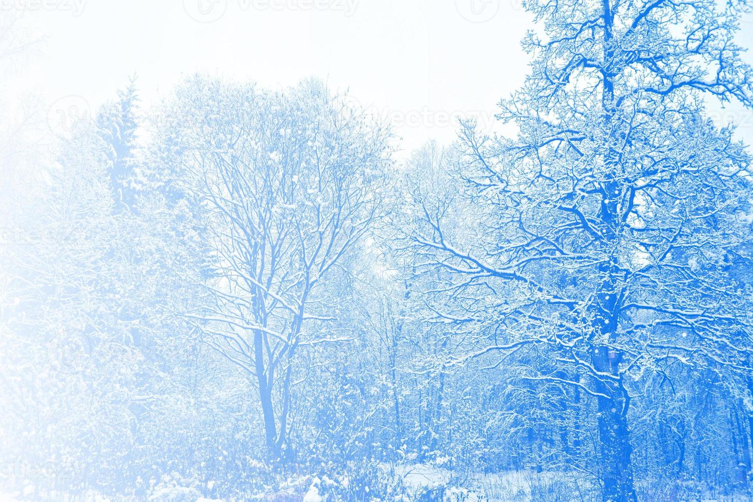 bosque de invierno congelado con árboles cubiertos de nieve. foto