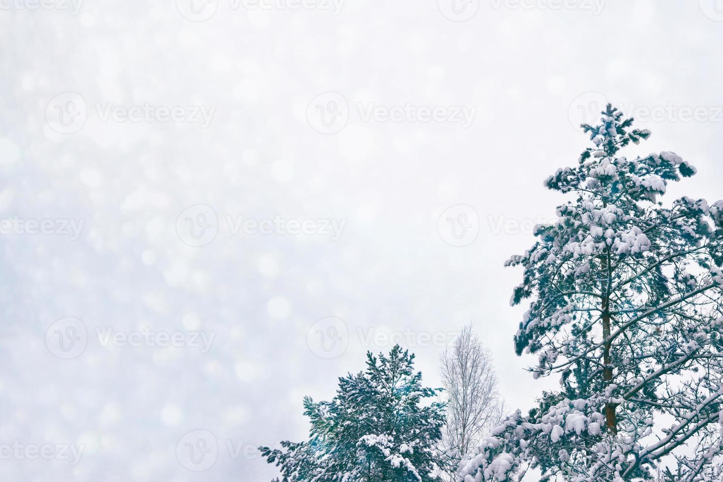 Frozen winter forest with snow covered trees. photo