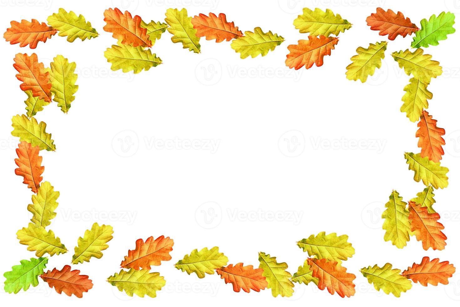 Bright colorful autumn leaves photo