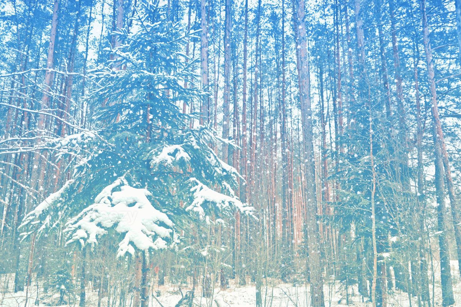 Blurred christmas background. Trees in the snow. Winter Forest photo