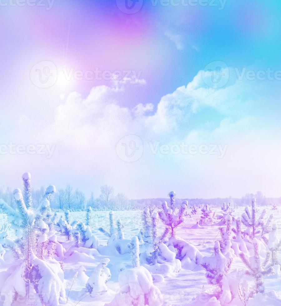 forest in the frost. Winter landscape. Snow covered trees. photo