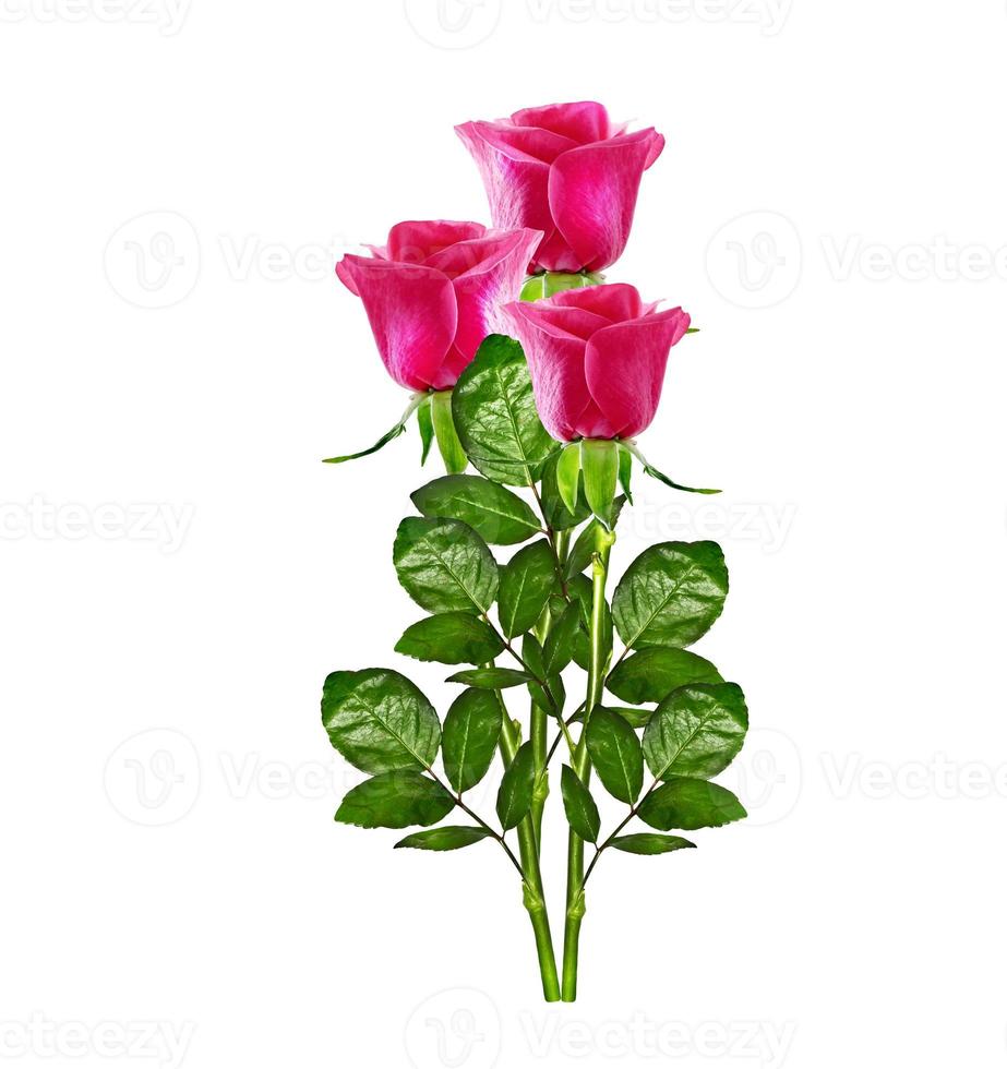 The buds of flowers roses. photo