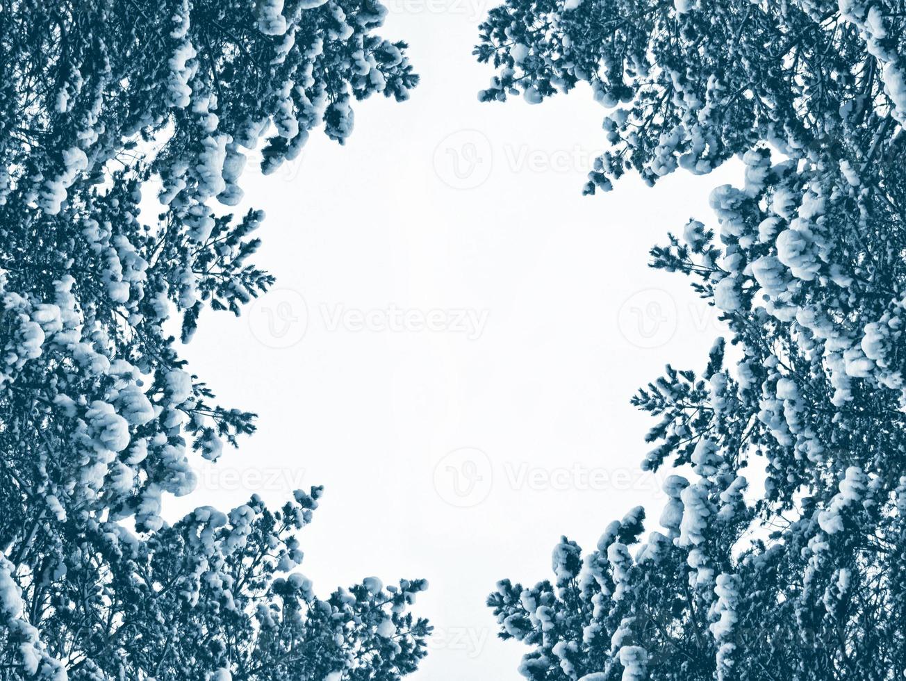Festive Christmas frame with snowy spruce branches photo