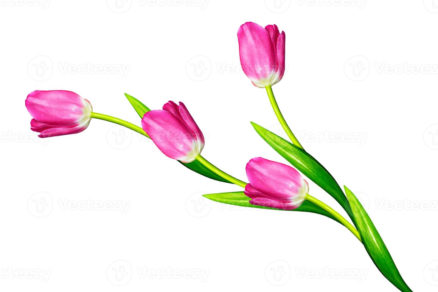 spring flowers tulips isolated on white background. photo