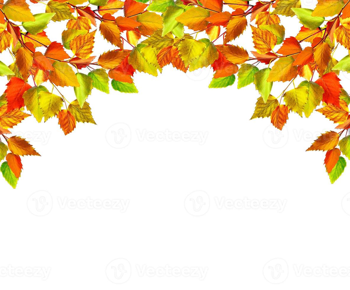 autumn leaves isolated on white background. photo