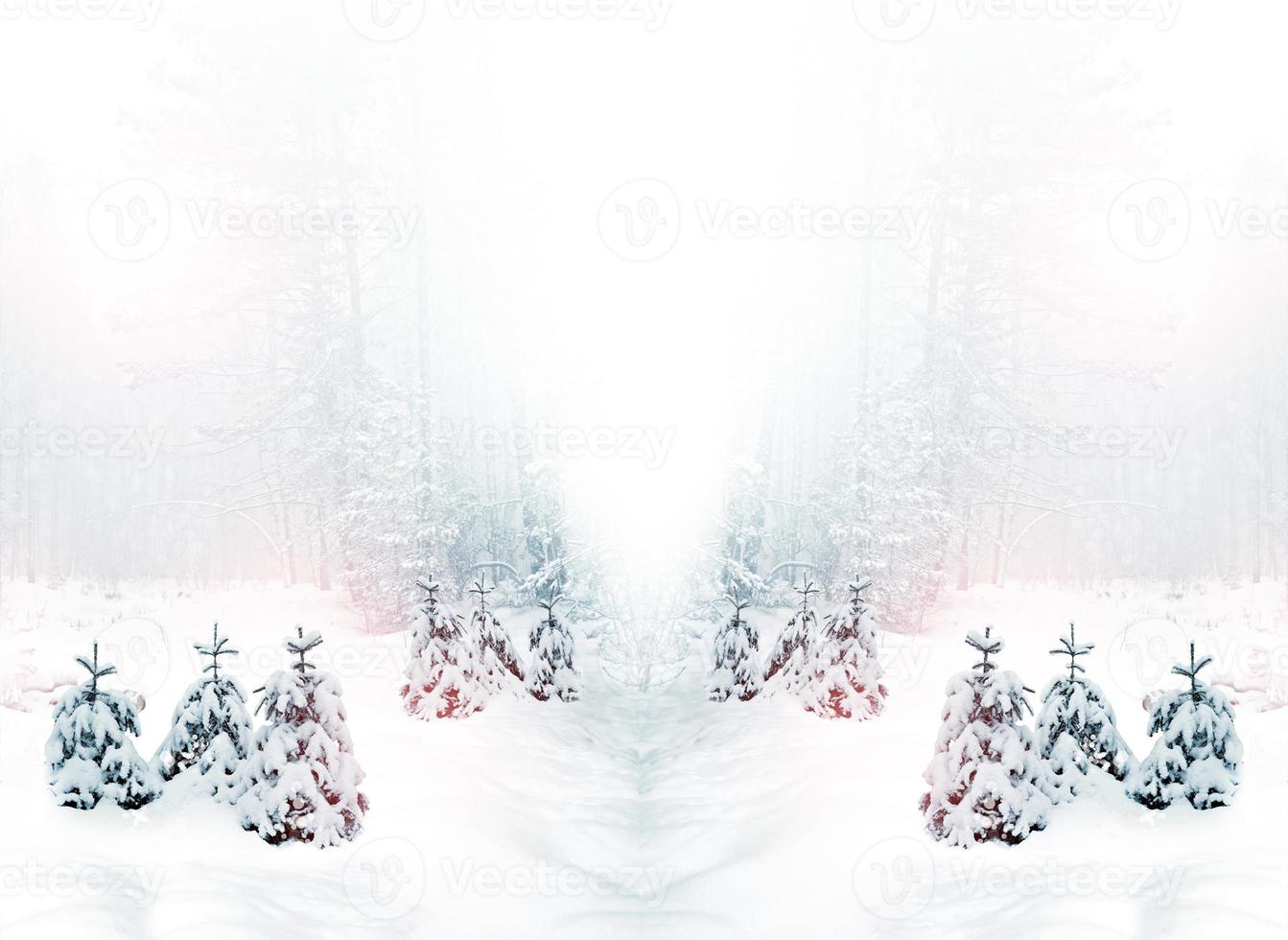 Winter Forest. Winter landscape. photo