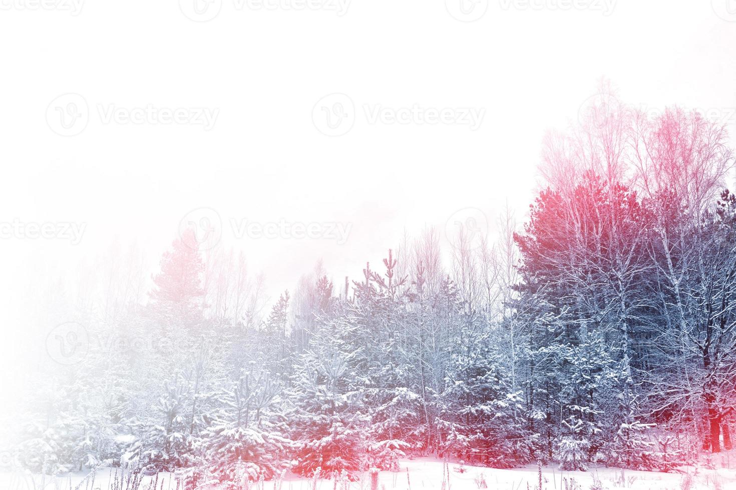 Frozen winter forest with snow covered trees. photo