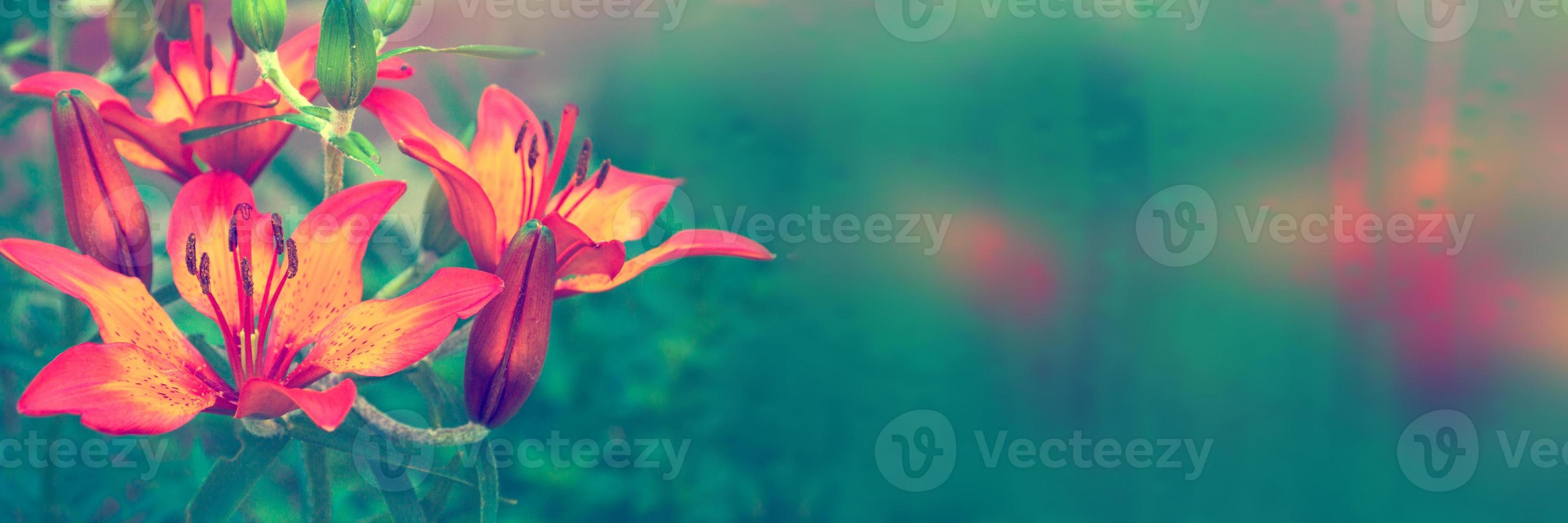 Colorful beautiful flowers lily on the background of the summer landscape. photo