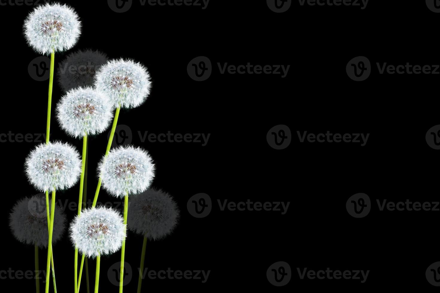 Fluffy dandelion flower photo