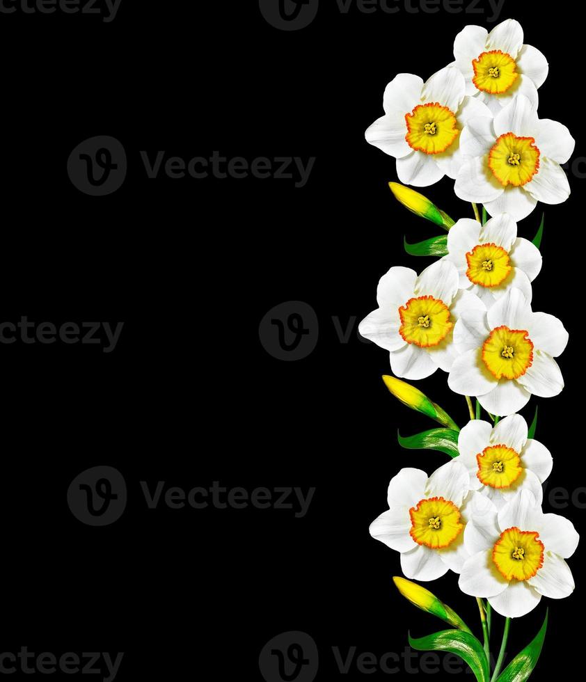 spring flowers narcissus photo