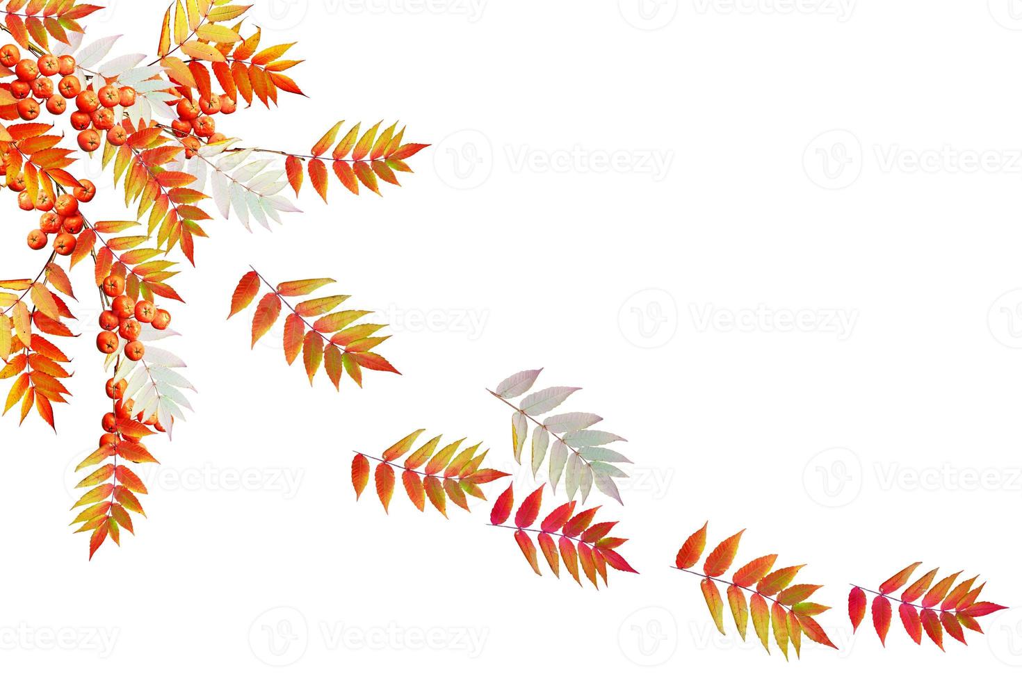 Colorful autumn foliage isolated on white background. Indian summer. photo