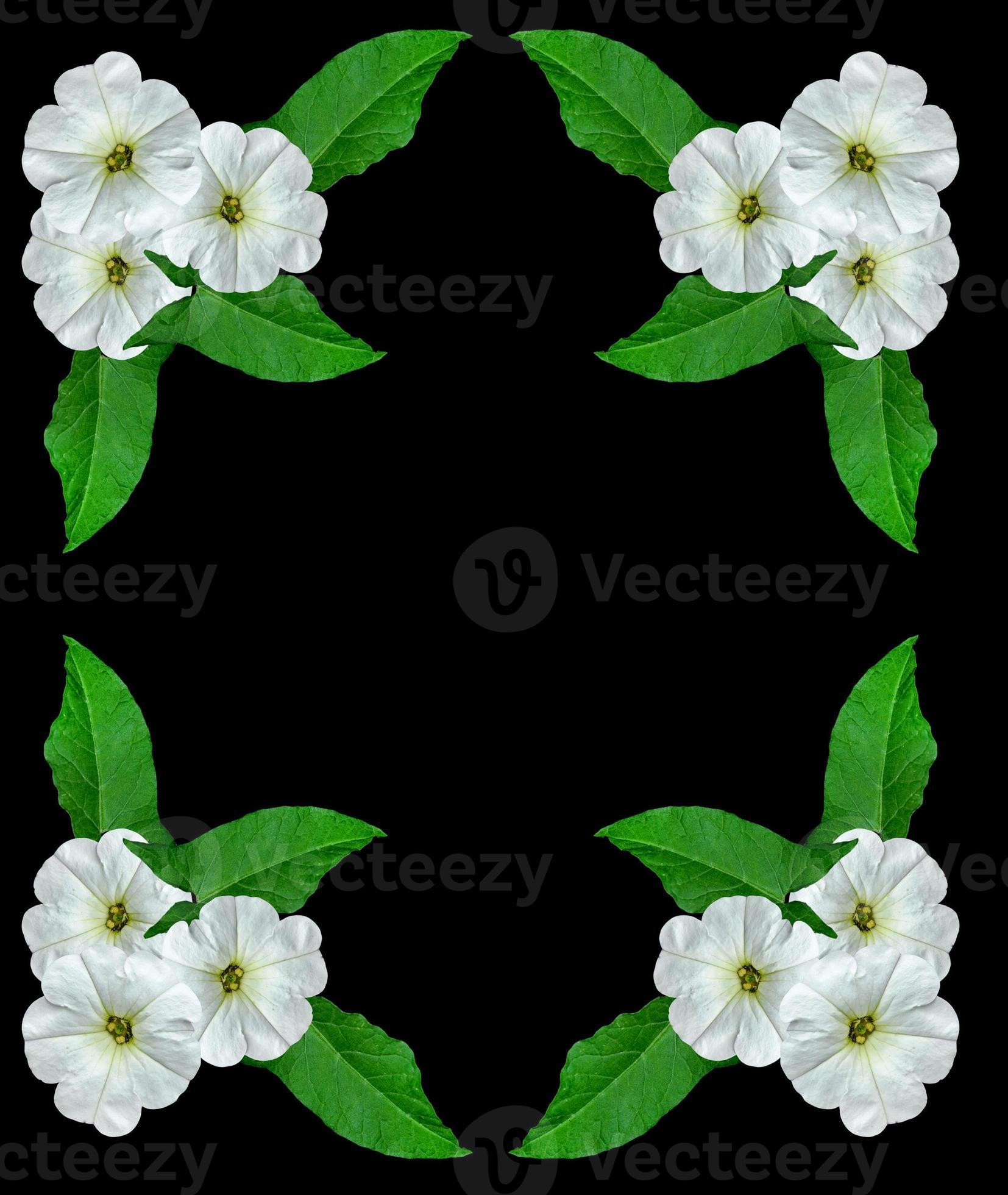 petunia flowers isolated on black background 9891982 Stock Photo at
