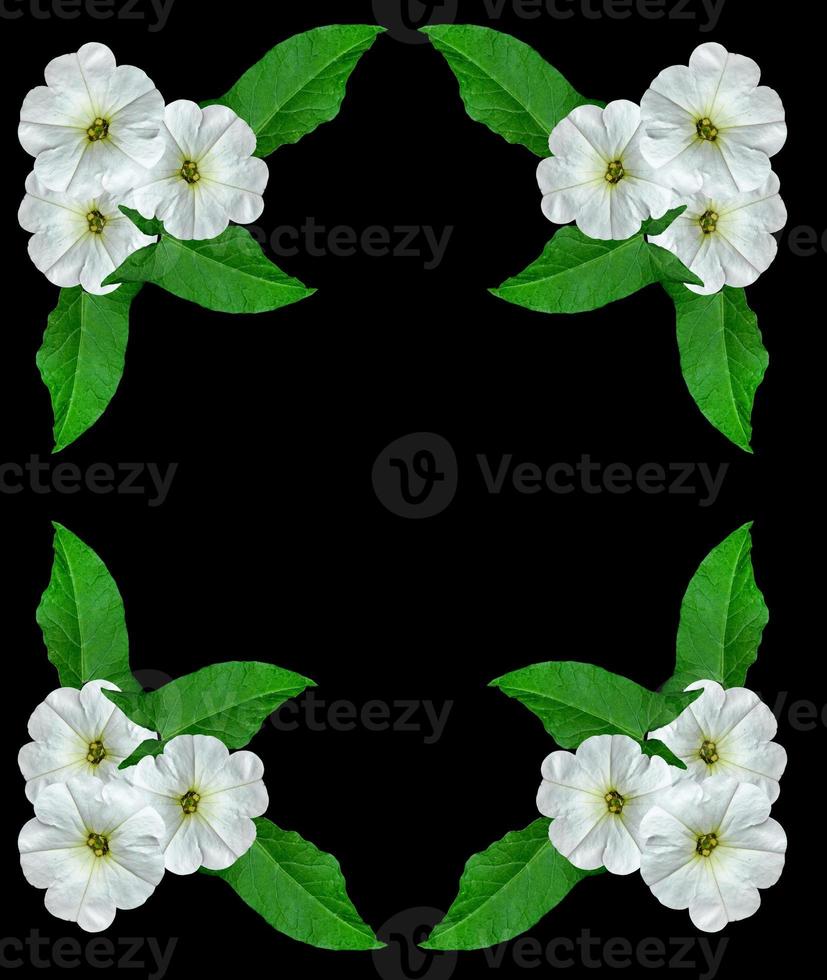 petunia flowers isolated on black background photo