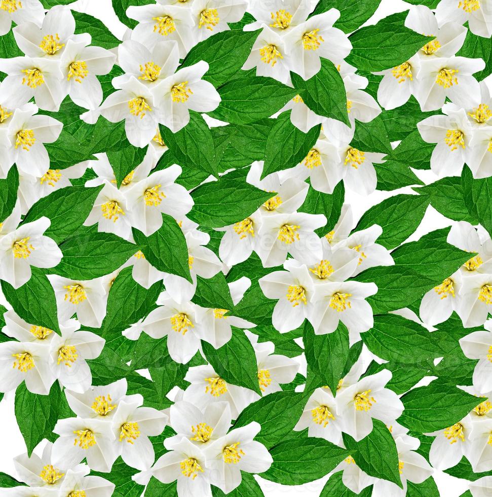 White jasmine flower. photo