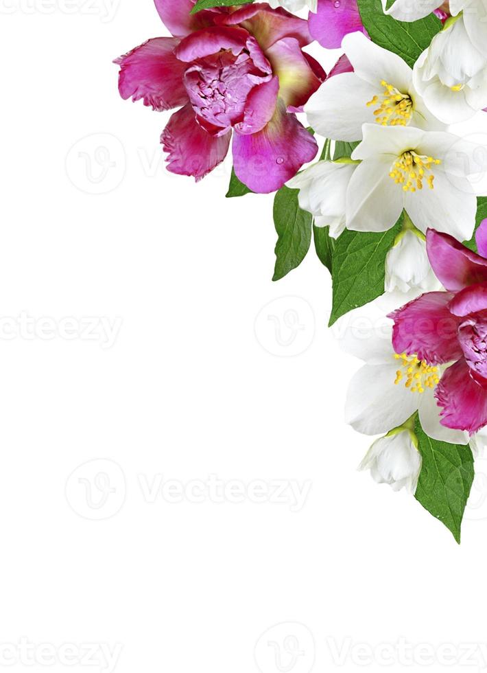 branch of jasmine flowers isolated on white background photo