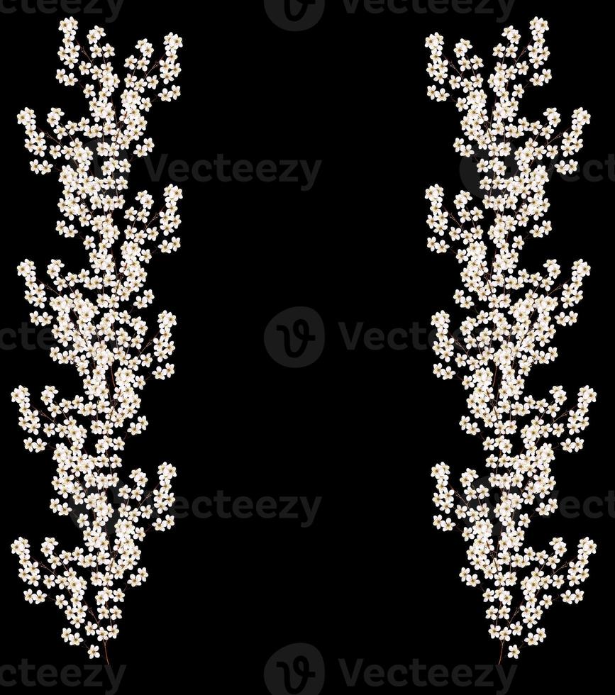 White  cherry flowers branch photo