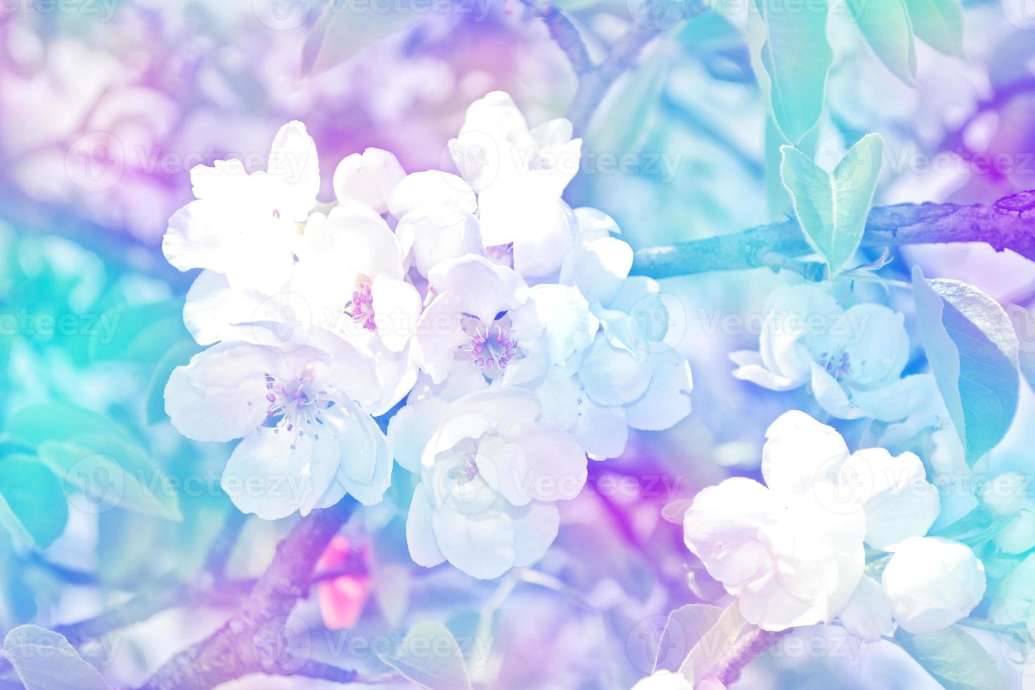 Blooming spring flowers. Apple tree. photo