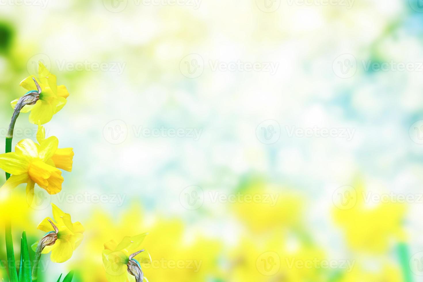 Spring flowers of daffodils. photo