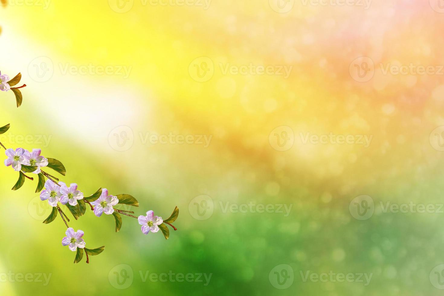 Blossoming branch apple. photo