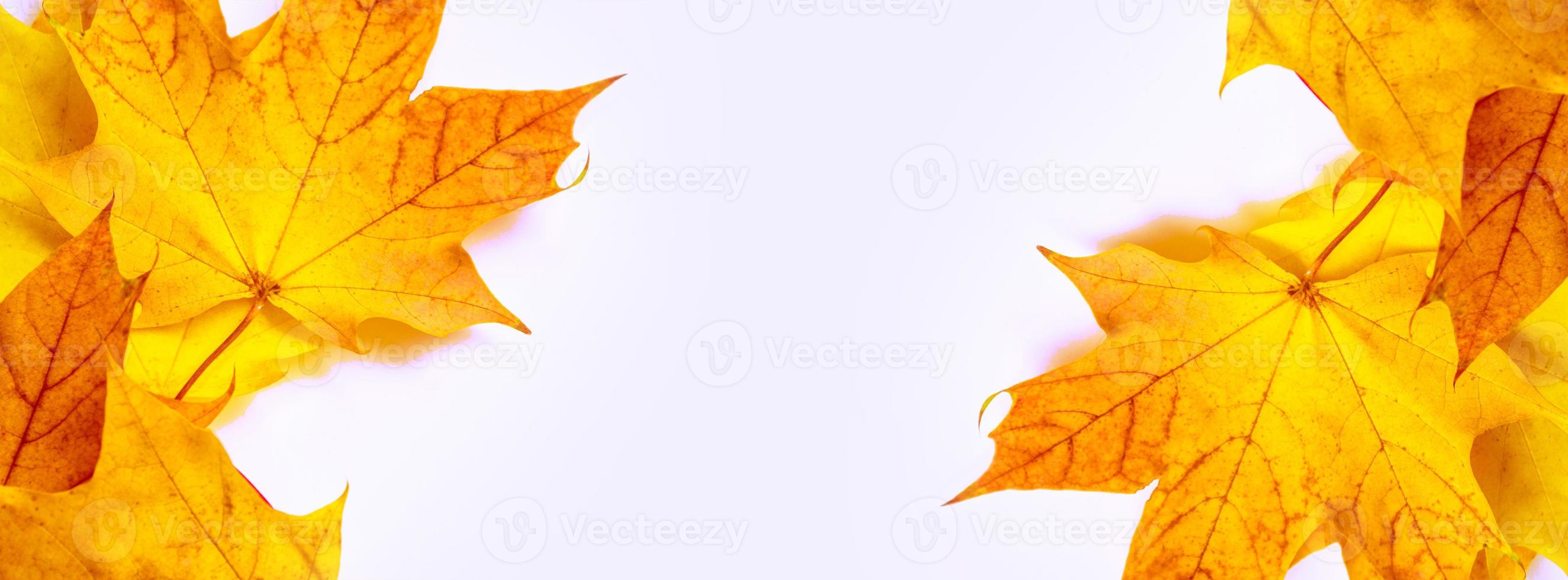 Bright colorful autumn leaves photo