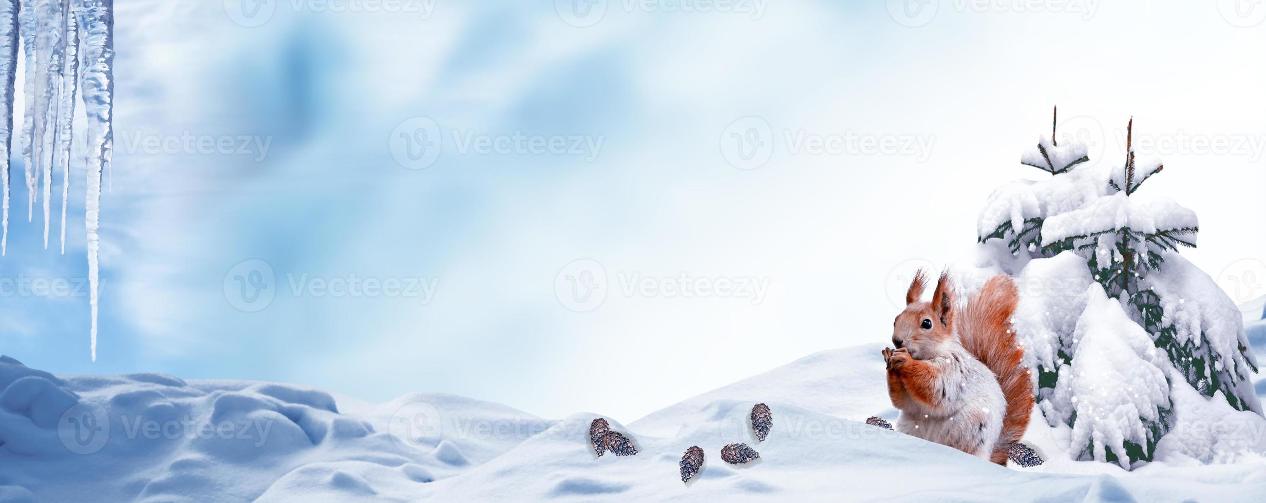 The squirrel bites pine cones in the winter forest. photo