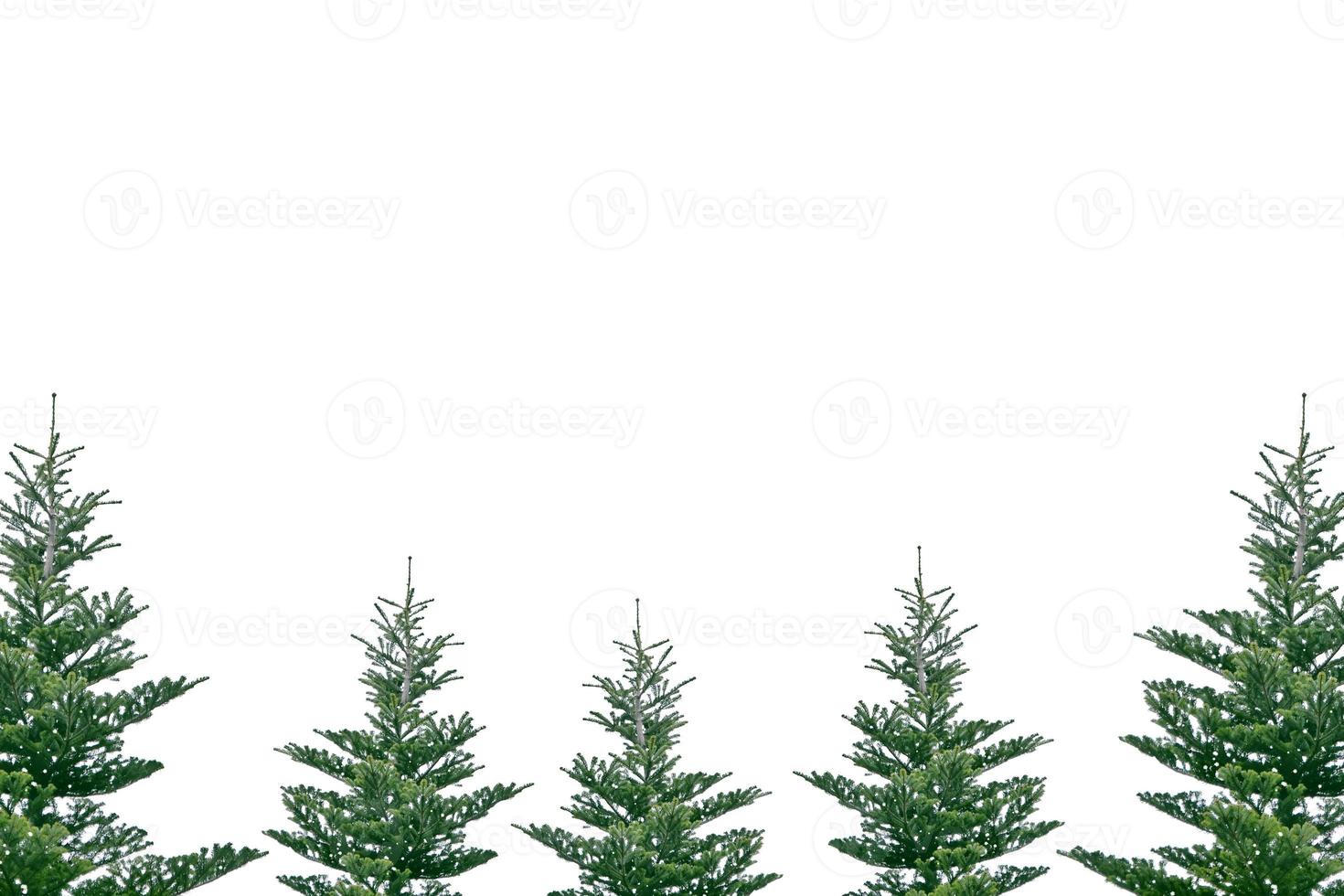 Christmas tree isolated on white background. Spruce. photo