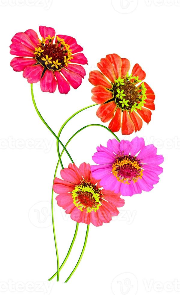 Zinnia flowers isolated on white background photo