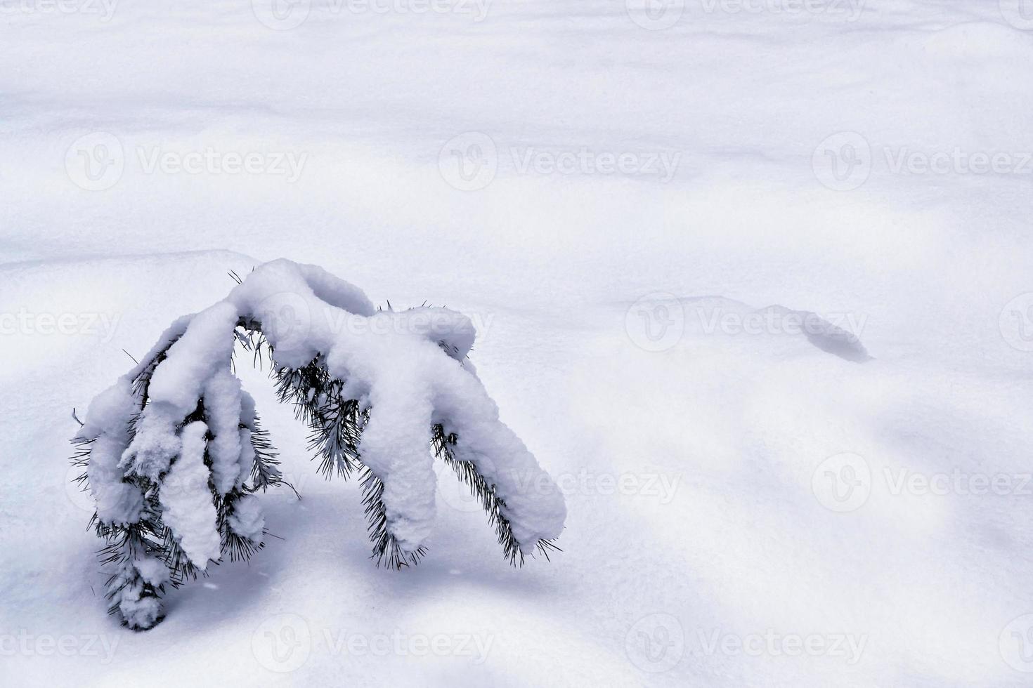 forest in the frost. Winter landscape. Snow covered trees. photo