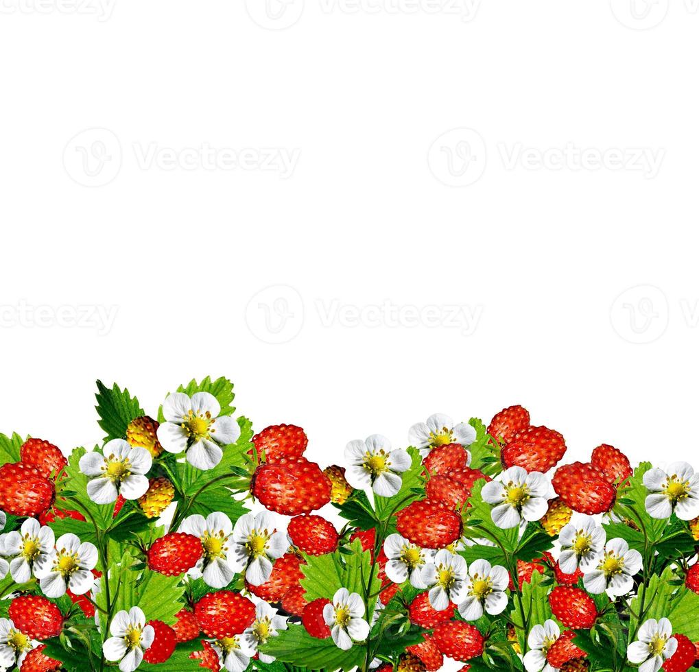Branch strawberry on a white background photo