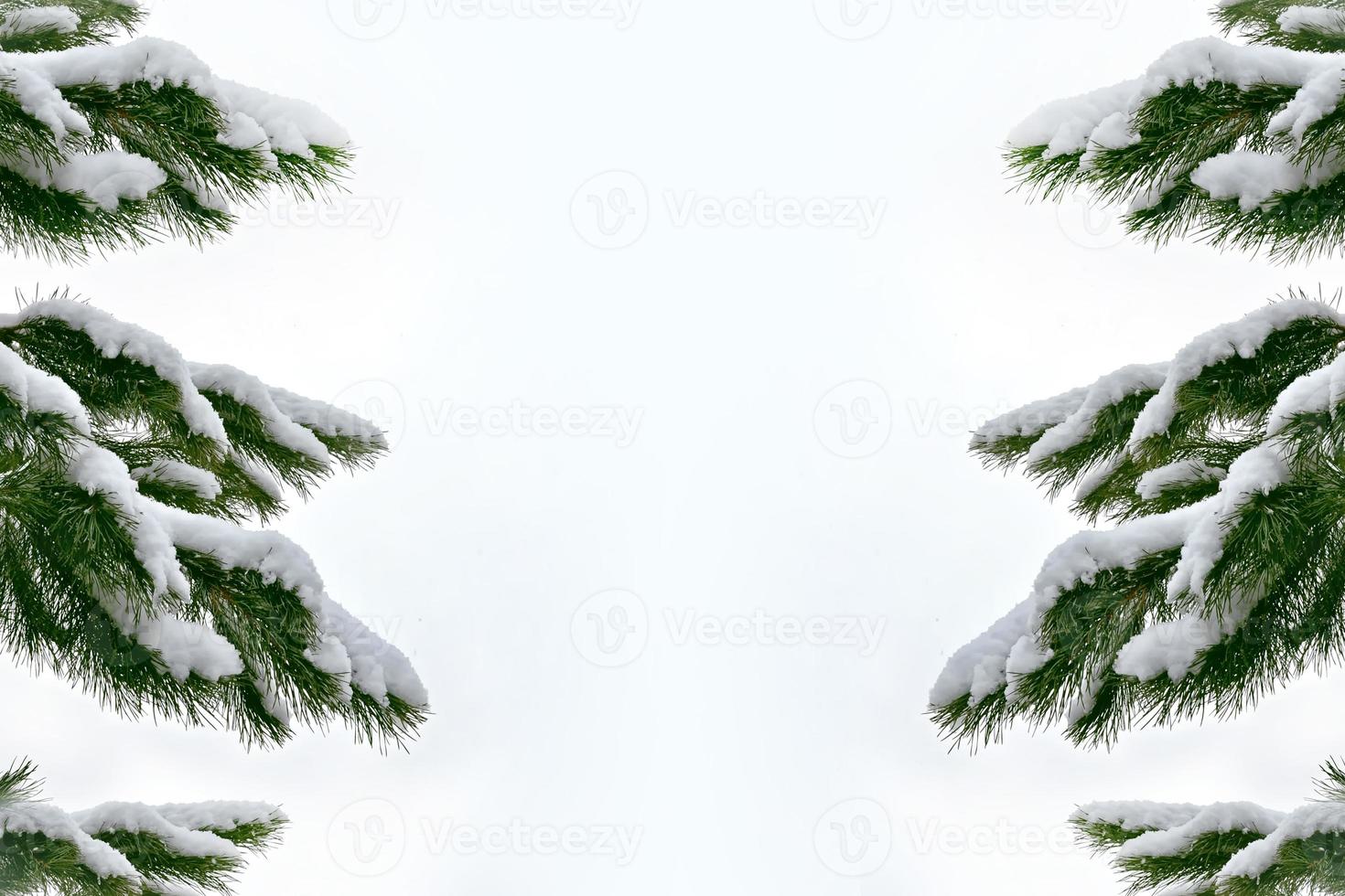 forest in the frost. Winter landscape. Snow covered trees photo