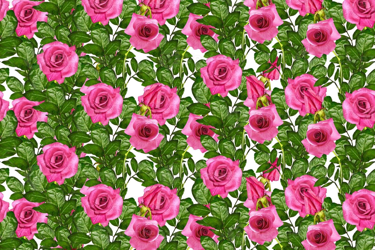 The buds of flowers roses. Holiday card photo