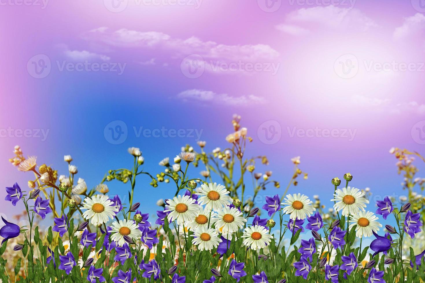 Background of flowers. Chamomile field. photo