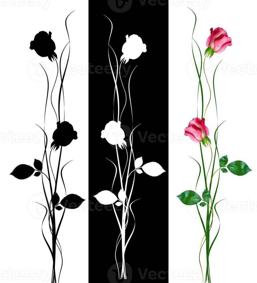 flower buds of roses isolated on white background photo