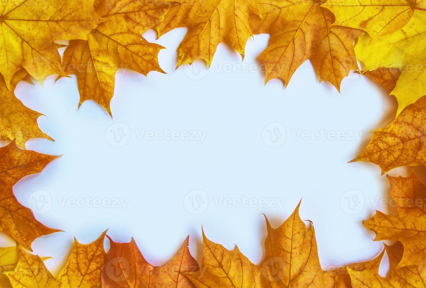 Bright and colorful autumn leaves. photo