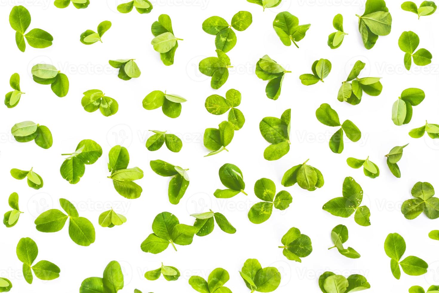 green clover leaves isolated on white background. St.Patrick 's Day photo