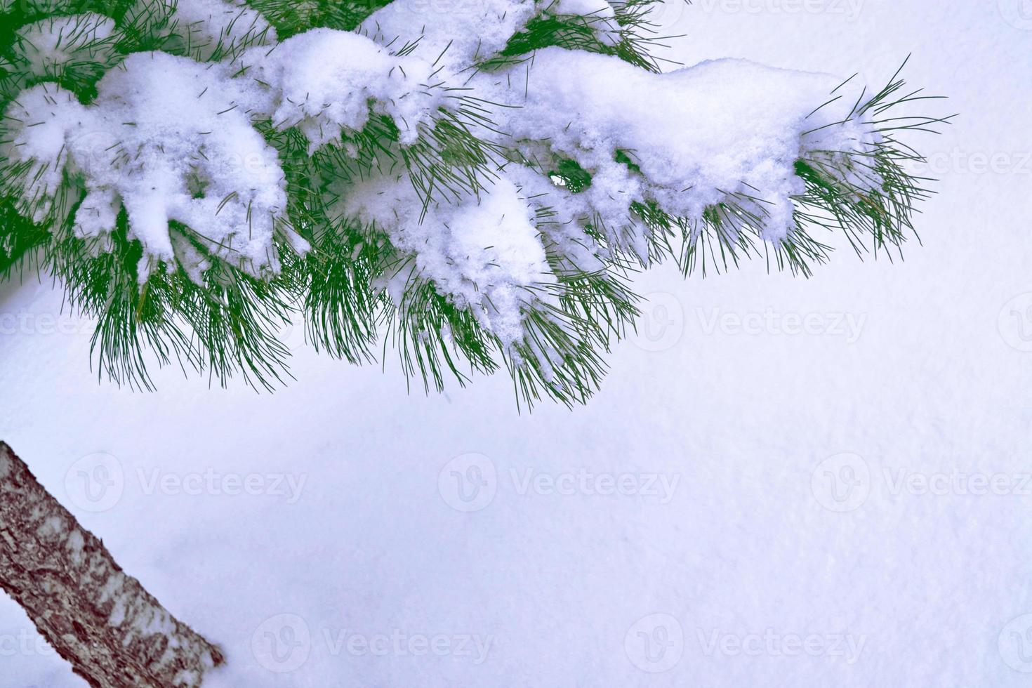 Frozen winter forest with snow covered trees. photo