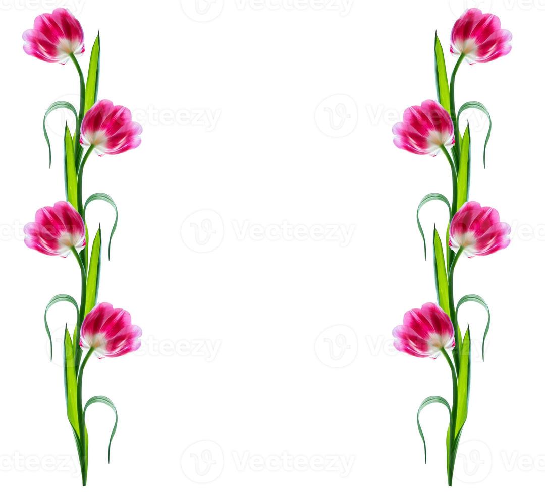 spring flowers tulips photo
