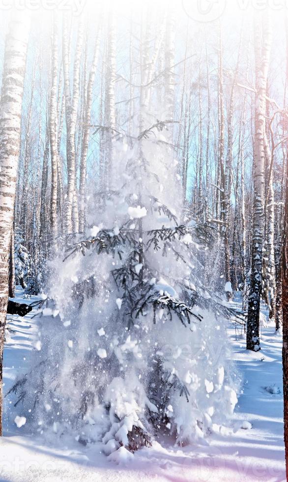 forest in the frost. Winter landscape. Snow covered trees. photo