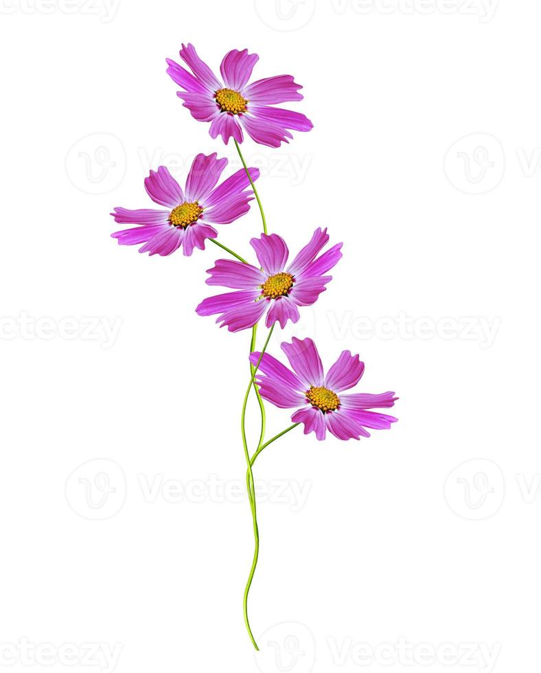 Cosmos flowers isolated on white background photo