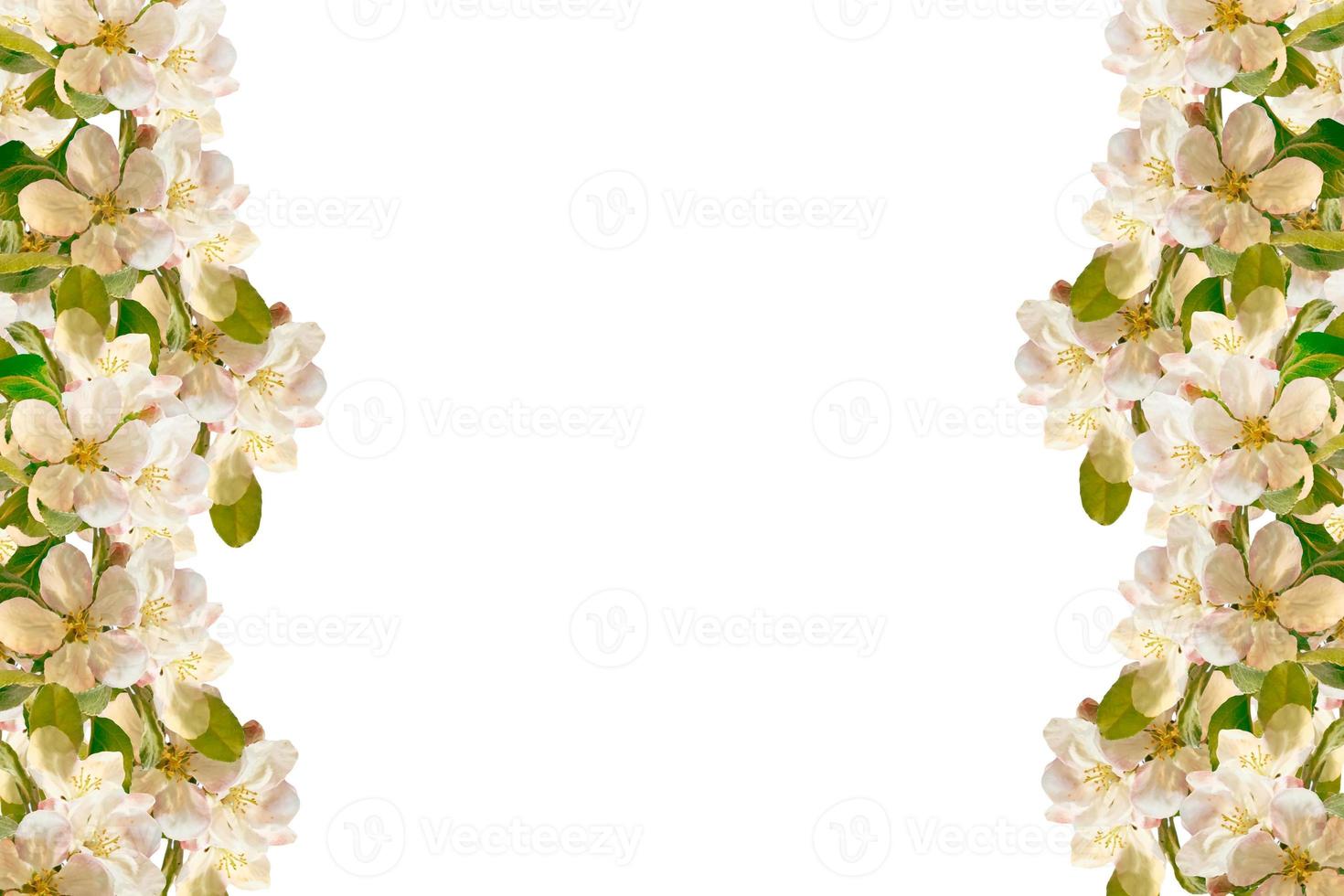 Flowering branch of apple isolated on a white background. Spring Flower. photo