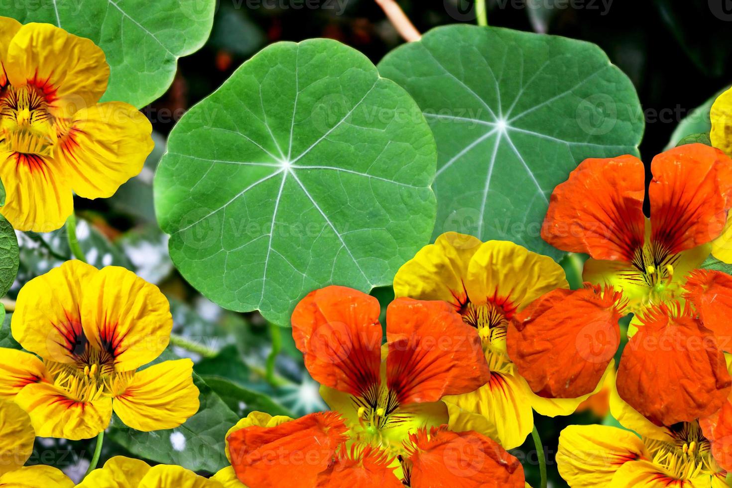 nasturtium flowers. Summer landscape photo